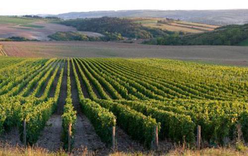 惊喜，法国勃艮第产区的葡萄酒产量将达到1.5亿升