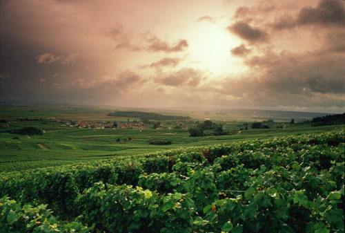 格拉夫(Graves)产区——波尔多最重要葡萄酒产区之一