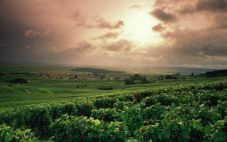 格拉夫(Graves)产区——波尔多最重要葡萄酒产区之一