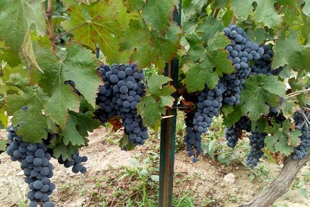 干旱气候不影响美国北达科他州的葡萄采收产量