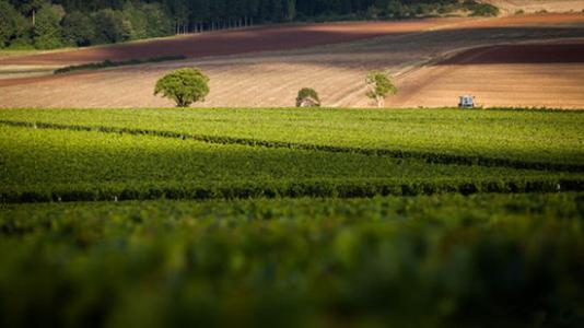 夏布利(Chablis)产区——勃艮第顶级白葡萄酒产区