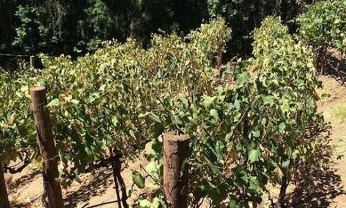 今年的干旱状况导致明年南非葡萄酒减产50%