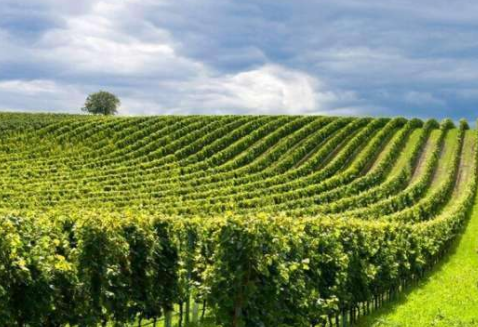 马贡（Maconnais）产区——法国性价比高的葡萄酒产区