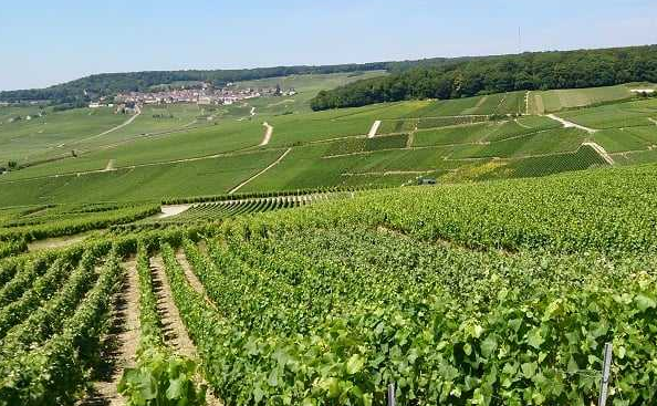 马恩河谷产区(Vallee de la Marne)——法国香槟重要子产区