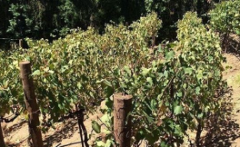 今年的干旱状况导致明年南非葡萄酒减产50%