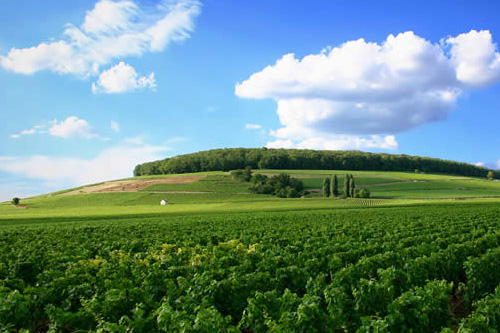白丘(Cote de Blancs)产区——法国优雅香槟产区