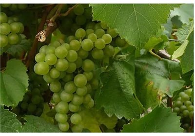 法国南特产区——法国最佳蜜斯卡黛葡萄酒产区