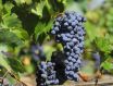 葡萄品种大全之常见的红葡萄品种介绍
