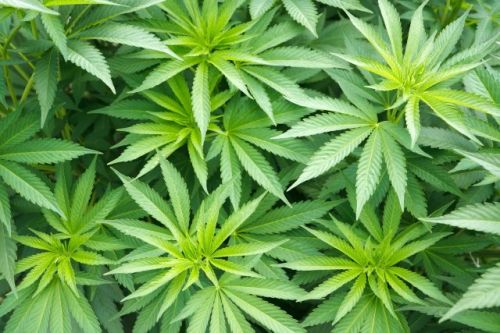 美国星座集团收购加拿大大麻公司的10%股份