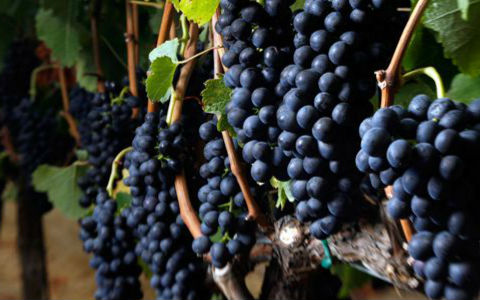 常见的几种酿酒葡萄品种介绍