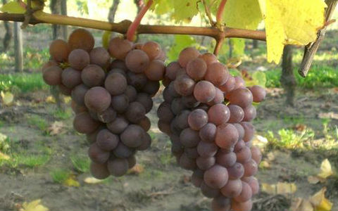 常见的几种酿酒葡萄品种介绍