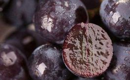 吃葡萄不吐葡萄皮，酿葡萄酒需吐葡萄皮吗？
