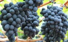 摩尔多瓦葡萄的来源与发展