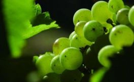 是什么塑造了长相思白葡萄酒的风格？