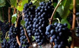 酿酒葡萄的种类介绍