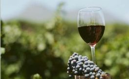 对于红葡萄酒的品酒词中的“收敛感”是指的是什么呢？你感觉到了吗？