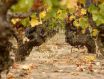葡萄酒界里面的老藤是什么意思？