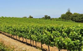 你想了解南非图尔巴葡萄酒产区吗？