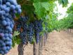 你知道吗？勃艮第葡萄酒产区2015年份是一个顶级年份