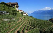 瑞士葡萄酒文化是怎样的？
