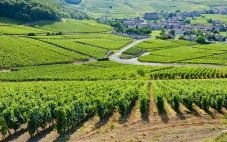 法国夏布利产区 不可忽视的法国葡萄酒产区