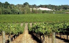 澳洲葡萄酒产区 不容忽视的雅拉谷葡萄酒