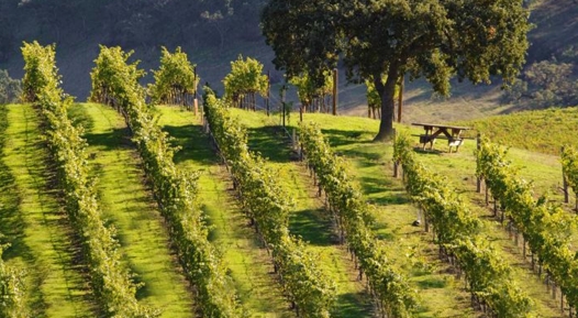 阿根廷葡萄酒 世界上第五大葡萄酒生产国