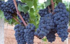 酿酒葡萄品种 不可抗拒魅力的内比奥罗葡萄