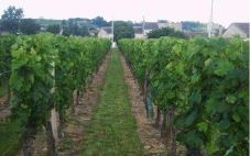 山东省政府投资1000万元，用于发展当地葡萄酒产业