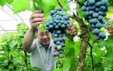 内蒙古乌海市今年将重点发展葡萄产业