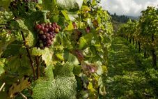 农夫庄园——为葡萄酒消费者提供优质好酒