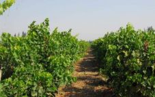 新疆葡萄酒产业规模大，具备优质的发展潜力条件