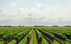 波尔多葡萄酒产区 世界上最著名葡萄酒产区