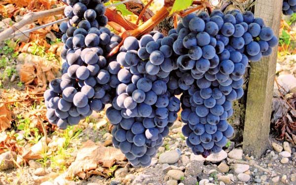 十二星座专属的葡萄品种
