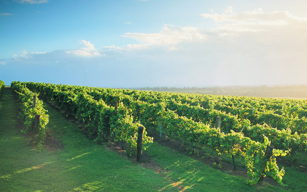 蓬莱：打造个性化的葡萄酒产业