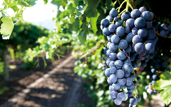五大优秀的葡萄品种值得关注