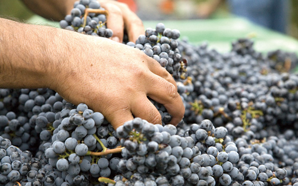 葡萄成熟上市，自己酿造葡萄酒方法