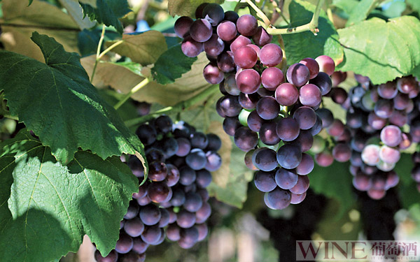 西班牙本土常用的葡萄酿酒品种