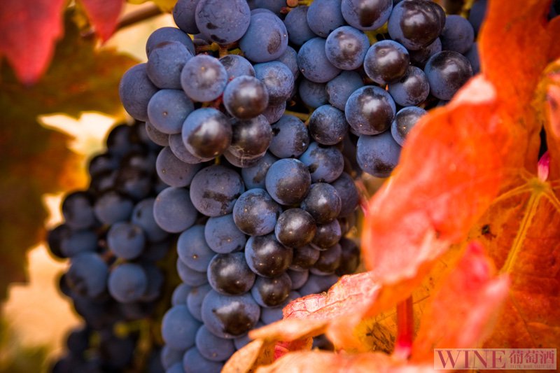 西班牙本土葡萄酒品种丹魄最重要的三大产区