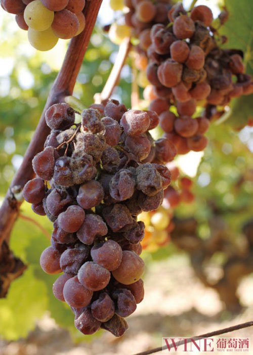 你是否听过澳大利亚10个新兴葡萄品种?