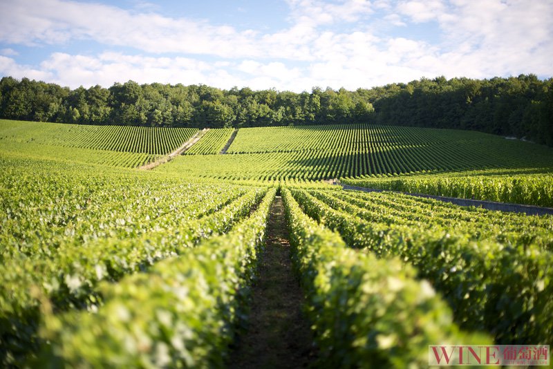 波尔多：葡萄酒永远富有魅力的故乡