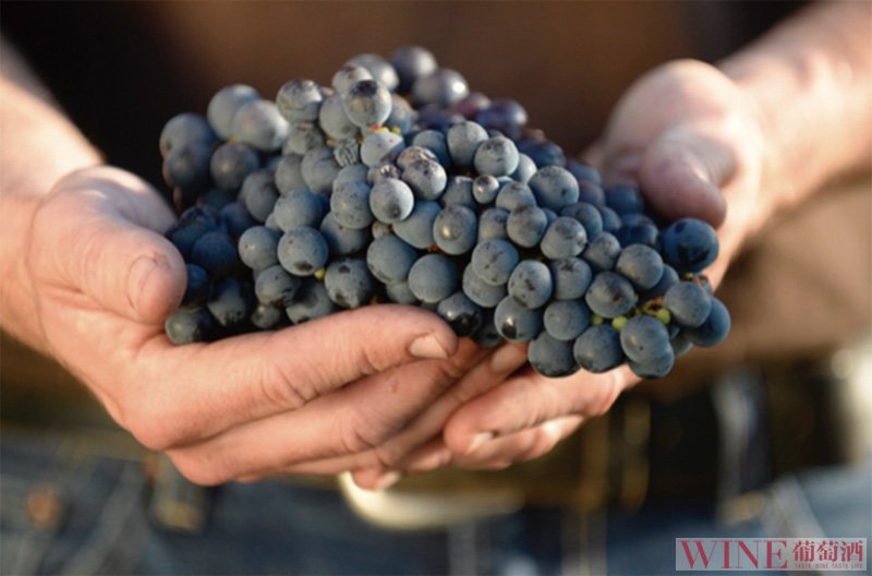 酿造桃红葡萄酒的葡萄品种推荐