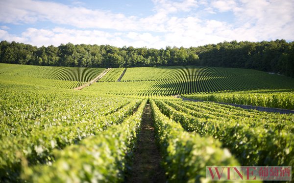 据说这个葡萄品种是中国葡萄酒的未来