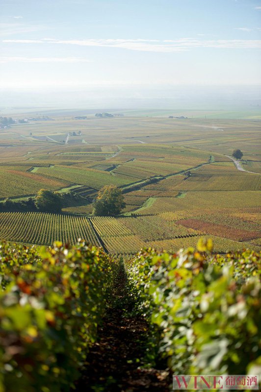 喜欢法国红酒的你需要了解这个葡萄品种，你知道吗？
