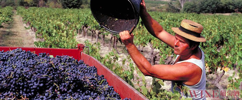 葡萄酒的有机种植、生物动力法，你知道指什么吗？