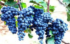 关于赤霞珠葡萄品种的全面了解