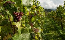  美国纳帕谷：世界上最小的葡萄酒产区 