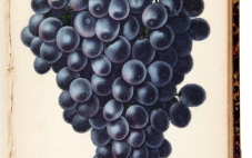 深入了解法国古老葡萄品种塔迪夫！