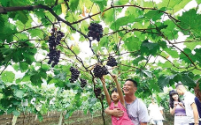 8月到10月，葡萄酒庄体验季系列活动将在蓬莱产区举行