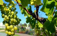 格鲁吉亚葡萄酒文化：扎根在心里的葡萄树
